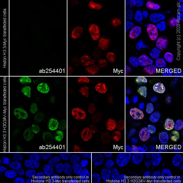 Human Histone H3.3 (Mutated G34W, G34V, G34R) Antibody Panel(AB274410)