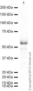 Anti-FOXA1 antibody(AB23738)
