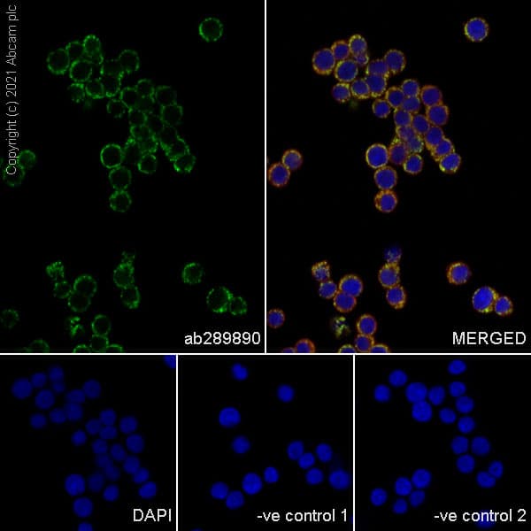 Anti-ATPB antibody [10/ATP](AB289890)