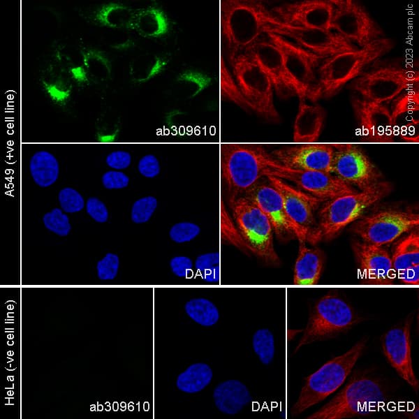 Alexa Fluor® 488 Anti-Mucin 5AC antibody [45M1](AB309610)