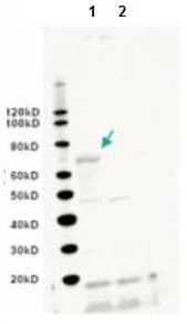 Anti-LINE-1 ORF2p antibody(AB106004)