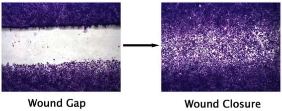 Wound Healing Assay(AB242285)