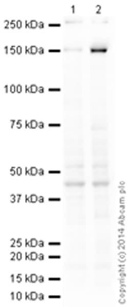 Anti-CD11c antibody [EP1347Y] - C-terminal(AB52632)