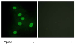 Anti-NR2F6/EAR-2 antibody(ab65012)