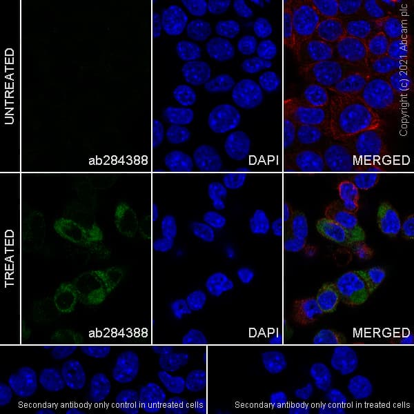 Anti-alpha 1 Fetoprotein antibody [RM1011] - BSA and Azide free(AB284396)