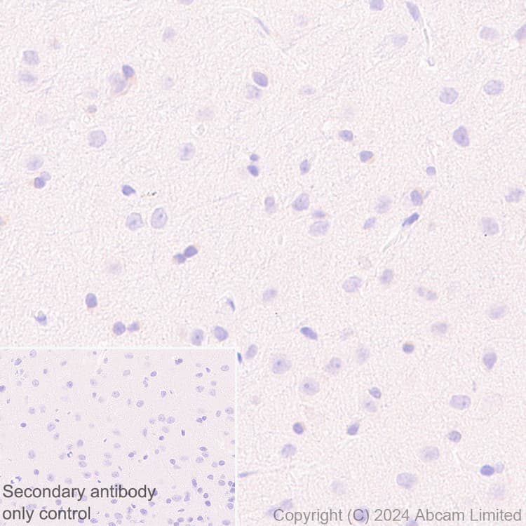 Anti-groEL antibody [EPR28718-8] - BSA and Azide free(AB318971)