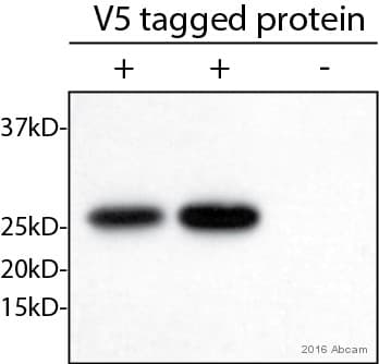 Anti-V5 tag antibody [SV5-Pk1](ab27671)