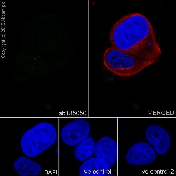 Anti-EHMT2/G9A antibody [EPR18894] - ChIP Grade - BSA and Azide free(AB240289)