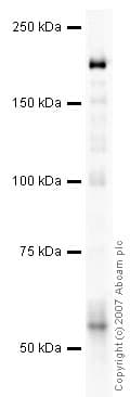 Anti-Caspr antibody(AB34151)
