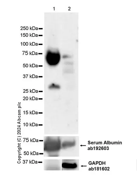 Anti-Albumin antibody [EPR12774](AB192603)