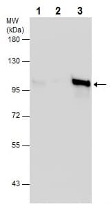 Anti-beta Catenin antibody - ChIP Grade(AB227499)