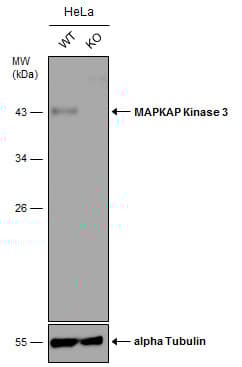 Anti-MK-3 antibody(AB155178)