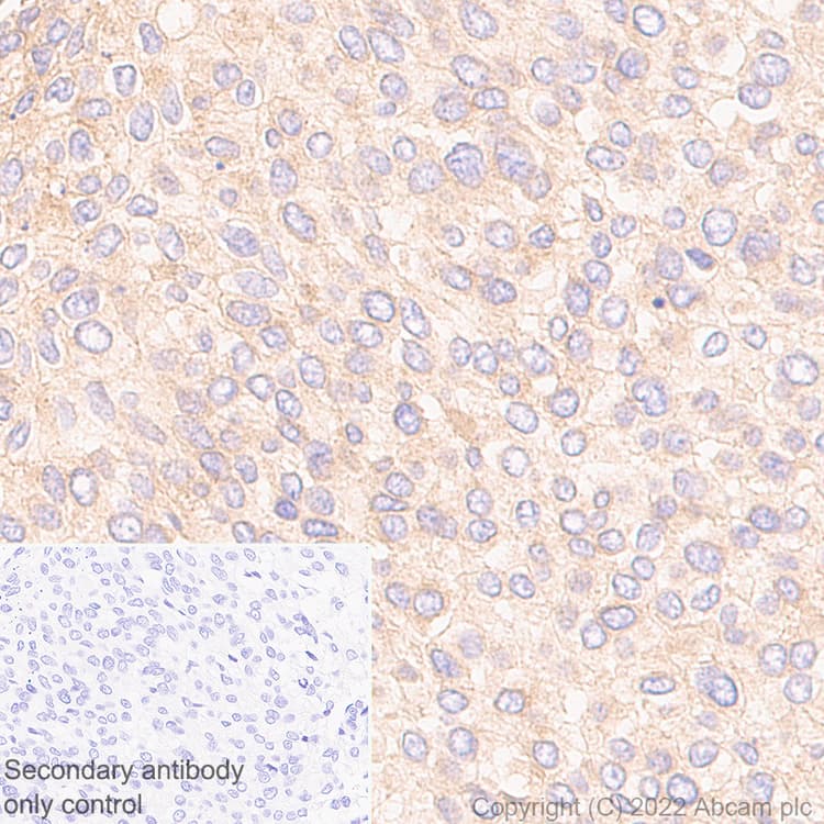 Rab8a Antibody Mjf R22 79 3 Mouse Igg2a Chimeric Bsa And Azide Free Ab307608  Immunohistochemistry Img406197