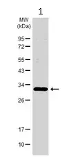 Anti-RPA32/RPA2 antibody(AB97594)
