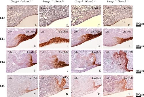 Anti-SOX2 antibody [EPR3131](AB92494)
