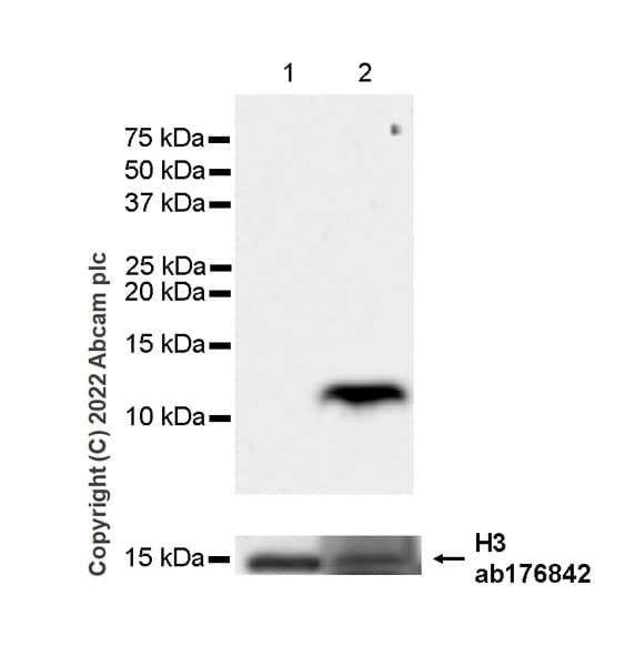 Anti-Histone H3 antibody [EPR16987] - Nuclear Marker and ChIP Grade(AB176842)