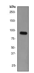 Eif4b Antibody Ep2299y Bsa And Azide Free Ab284714  Western Blot Img107041