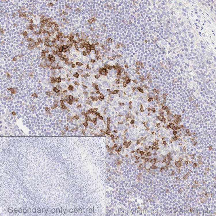Anti-PD1 antibody [EPR4877(2)] - BSA and Azide free(AB186928)