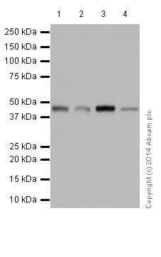 Anti-ATG4B antibody [EPR16572] - BSA and Azide free(AB251285)