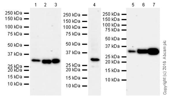 Anti-RPS6 antibody [EPR22168] - Ribosome Marker(AB225676)