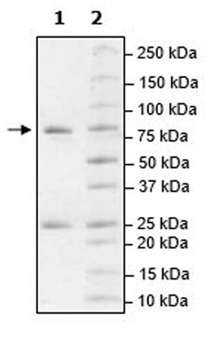Ab271778  Sds Page Img34611