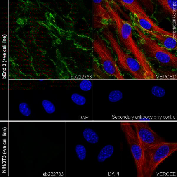 Anti-CD31 antibody [EPR17260-263](AB222783)