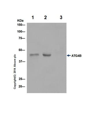 Anti-ATG4B antibody [EPR16572] - BSA and Azide free(AB251285)