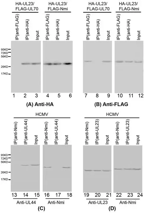 Alkaline phosphatase Conjugation Kit - Lightning-Link®(AB102850)