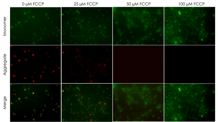 JC-1 - Mitochondrial Membrane Potential Assay Kit(AB288313)