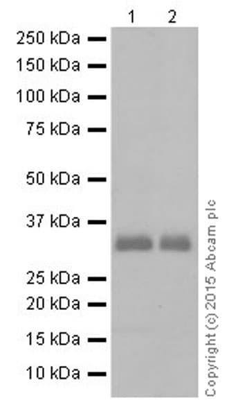 Anti-Apolipoprotein E antibody [EPR19392](AB183597)