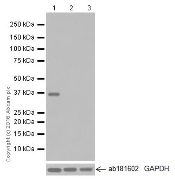 Anti-HuD + HuC antibody [EPR19098](AB184267)