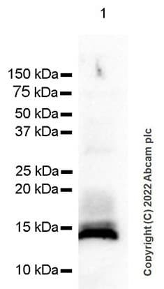 Cystatin C Antibody Epr4413 Ab109508  Western Blot Img400224
