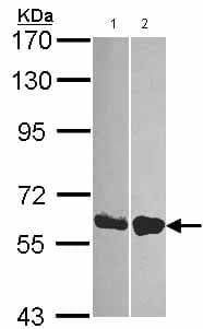 Ddx19b Antibody Ab151478  Western Blot Img88031