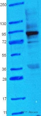 Hsp90 Antibody Ab13495  Western Blot Img39640