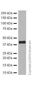 Anti-ERK1 + ERK2 antibody [EPR17526](AB184699)