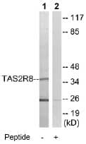 Tas2r8 Antibody Ab75109  Western Blot Img3460