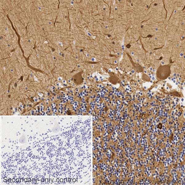 Anti-beta III Tubulin antibody [5G8] - BSA and Azide free(AB264113)