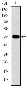 Anti-IRAK4 antibody [2H9](AB119942)