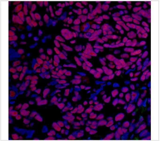 Anti-BRD4 antibody [BL-151-6F11] - BSA free(AB314054)