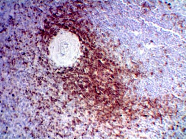 Anti-CD3 epsilon antibody(ab5690)