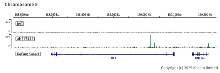Anti-CEBP Alpha/CEBPA antibody [EPR27924-90](AB317442)