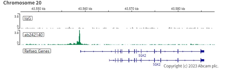 Hnf1 Alpha Antibody Epr23054 142 Ab242140  Chic Cut Run Sequencing Img421720
