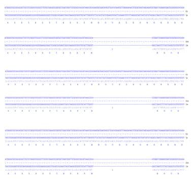 Human VIM knockout A549 cell line