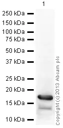 Anti-Histone H3 (acetyl K27) antibody - ChIP Grade(AB4729)