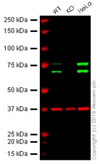 Anti-Lamin A + Lamin C antibody [EPR4100] - Nuclear Envelope Marker(AB108595)