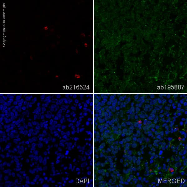 Alexa Fluor® 647 Anti-CD11b + CD11c antibody [OX42](AB216524)