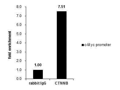 Anti-beta Catenin antibody - ChIP Grade(AB227499)