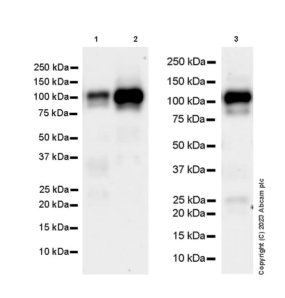 Anti-CBL antibody [17/c-Cbl](AB309549)