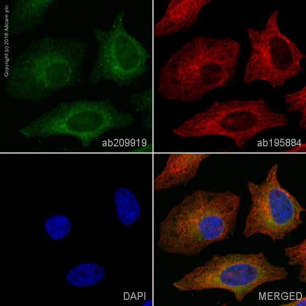 Pe Irf3 Antibody Epr2418y Ab209919  Immunocytochemistry Immunofluorescence Img48462