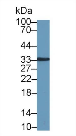 Kallikrein 8 Klk8 Antibody Ab232839  Western Blot Img144795